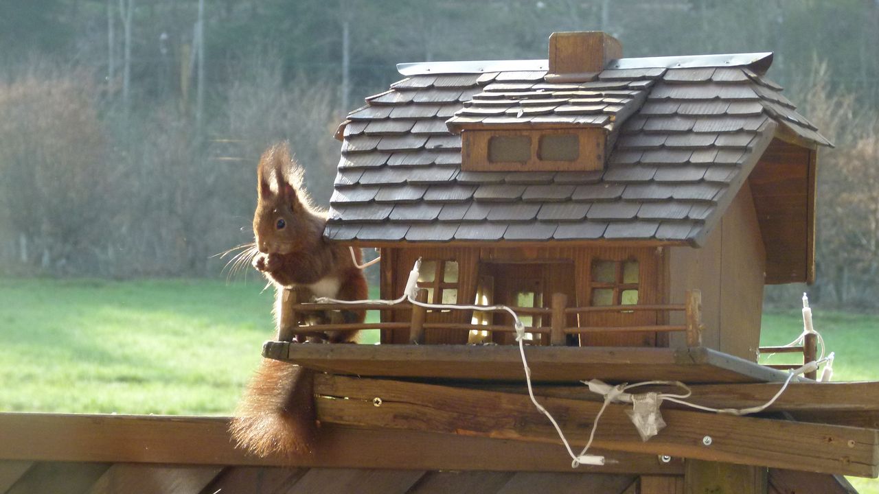 Komischer Vogel Komischer Vogel